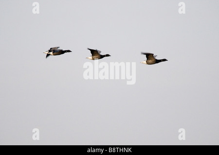 Brent oche in volo a Snettisham Rspb riserva Foto Stock