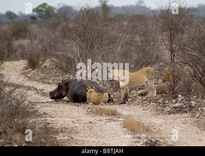 I Lions di uccidere un full cresciuto femmina di Ippona e il suo vitello nel Parco Nazionale Kruger Sud Africa Foto Stock