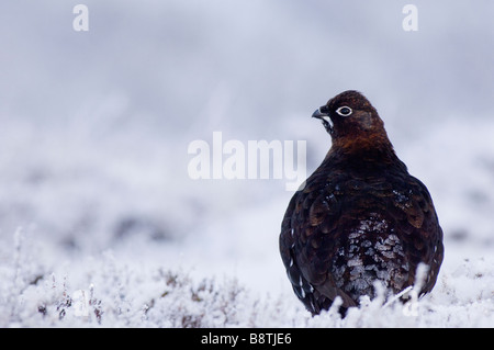 Red Grouse, Lagopus lagopus scoticus, su una coperta di neve heather moor nelle Highlands Scozzesi. Foto Stock