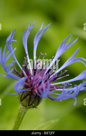 Perenne fiordaliso, noto anche come montagna, fiordaliso knapweek montane o in montagna bluet, centaurea montana, fiori selvatici Foto Stock