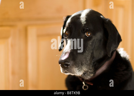 Il labrador nero seduta Foto Stock