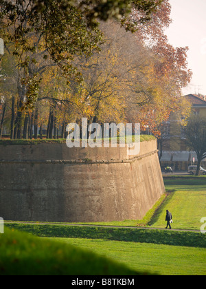 La città toscana di Lucca è circondato da enormi mattone muri delle città che sono 30m di larghezza e che hanno alberi che crescono sulla parte superiore Foto Stock