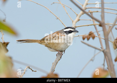 Stripe-headed Sparrow Aimophila ruficauda Foto Stock
