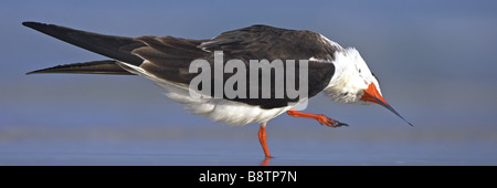 Nero (skimmer Rynchops niger), piumaggio cura, STATI UNITI D'AMERICA, Florida Foto Stock