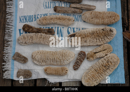 Cetrioli di mare essiccamento in sole asciugato il mercato del pesce a Semporna Sabah Borneo malese del sud-est asiatico Foto Stock