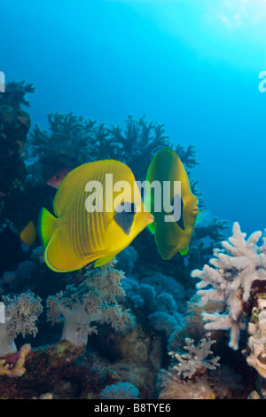 Coppia mascherata di Butterflyfish Chaetodon semilarvatus Marsa Alam Red sea Egypt Foto Stock