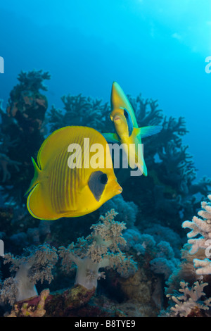 Butterflyfishes mascherato Chaetodon semilarvatus Marsa Alam Red sea Egypt Foto Stock