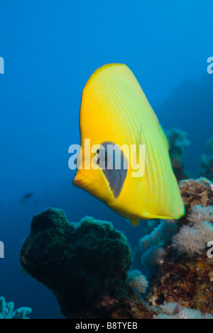 Masked Butterflyfish Chaetodon semilarvatus Elphinestone Reef Red sea Egypt Foto Stock