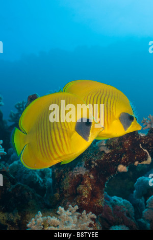 Coppia mascherata di Butterflyfish Chaetodon semilarvatus Nuweiba Sinai Mar Rosso in Egitto Foto Stock