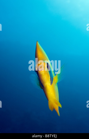 Masked Butterflyfish Chaetodon semilarvatus Elphinestone Reef Red sea Egypt Foto Stock