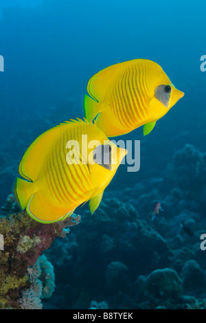 Butterflyfishes mascherato Chaetodon semilarvatus Nuweiba Sinai Mar Rosso in Egitto Foto Stock