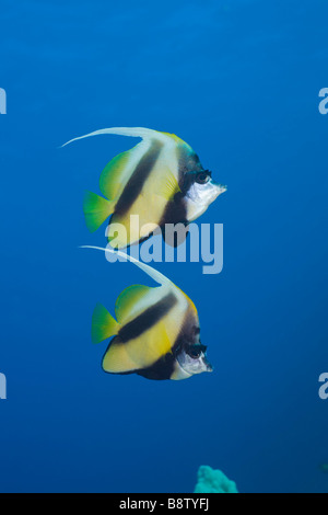 Coppia di Mare Rosso Bannerfish Heniochus intermedius Daedalus Reef Red sea Egypt Foto Stock