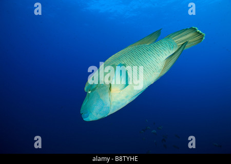 Un pesce napoleone Cheilinus undulatus Elphinestone Reef Red sea Egypt Foto Stock