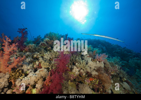 Cornetfish al Coral Reef Fistularia commersonii Elphinestone Reef Red sea Egypt Foto Stock