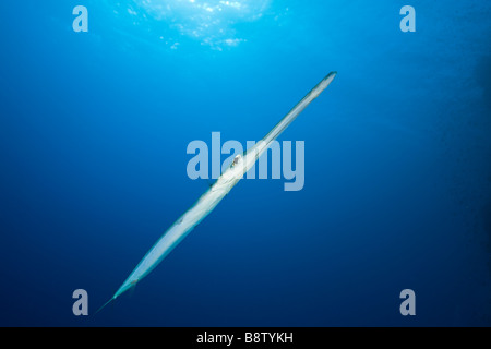 Cornetfish Fistularia commersonii Daedalus Reef Red sea Egypt Foto Stock