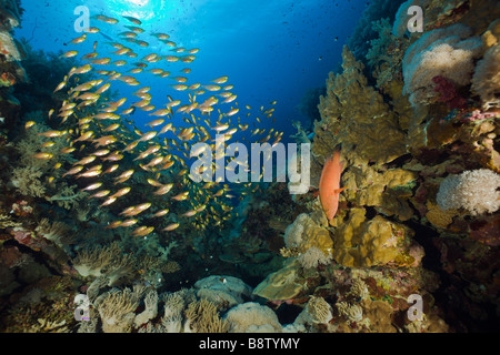 La scolarizzazione spazzatrice Parapriacanthus Daedalus Reef Red sea Egypt Foto Stock