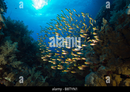 La scolarizzazione spazzatrice Parapriacanthus Daedalus Reef Red sea Egypt Foto Stock