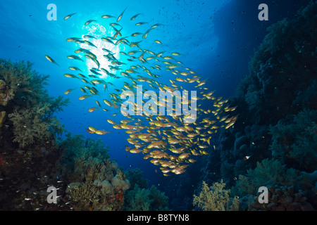 La scolarizzazione spazzatrice Parapriacanthus Daedalus Reef Red sea Egypt Foto Stock