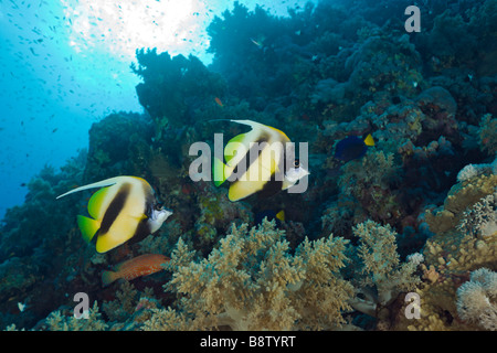 Coppia di Mare Rosso Bannerfish Heniochus intermedius Elphinestone Reef Red sea Egypt Foto Stock