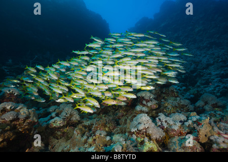 Tonno albacora Goatfishes Mulloidichthys vanicolensis Daedalus Reef Red sea Egypt Foto Stock