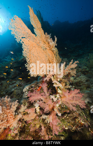 Ventilatore di mare e coralli molli Supergorgia sp St Johns Reef Rotes Meer Egitto Red Sea Coral reef Foto Stock