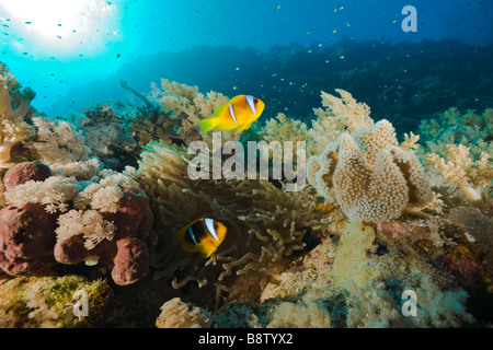 Coppia di Mare Rosso Anemonefish Amphiprion bicinctus St Johns Reef Rotes Meer Egitto Foto Stock