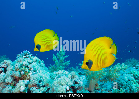 Coppia mascherata di Butterflyfish Chaetodon semilarvatus St Johns Reef Rotes Meer Egitto Foto Stock