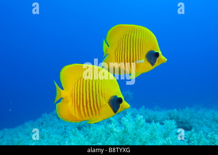 Coppia mascherata di Butterflyfish Chaetodon semilarvatus Daedalus Reef Red sea Egypt Foto Stock