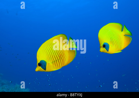 Butterflyfishes mascherato Chaetodon semilarvatus Daedalus Reef Red sea Egypt Foto Stock