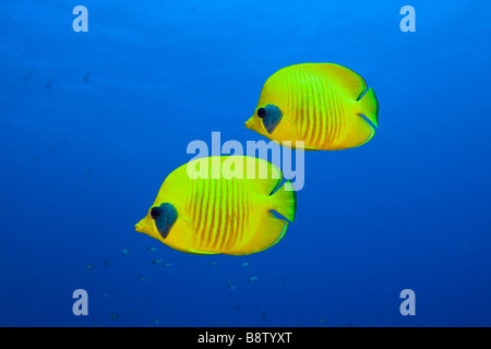 Butterflyfishes mascherato Chaetodon semilarvatus Daedalus Reef Red sea Egypt Foto Stock