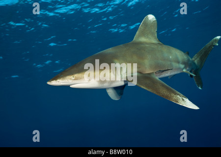 Lo squalo longimano Carcharhinus longimanus fratello Isole Mar Rosso in Egitto Foto Stock