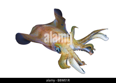 Reef Bigfin Squid Sepioteuthis lessoniana Foto Stock