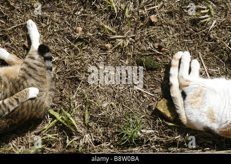 Dettaglio di due simpatici gatti stanche dormono all'aperto in sun Foto Stock