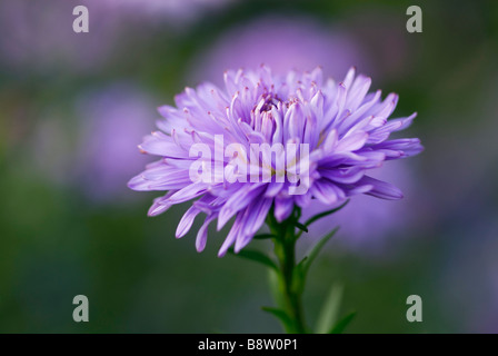 ASTER NOVI BELGII ADA BALLARD MICHAELMAS DAISY Foto Stock