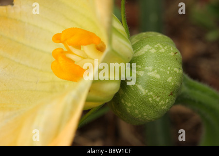 "Kent" o "Jap' di fiori di zucca e una nuova formazione di zucca. Foto Stock