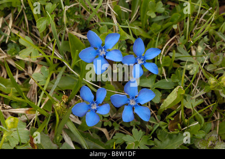 La molla genziana, Gentiana verna, Alpine fiori selvatici, Dolomiti, Italia Foto Stock