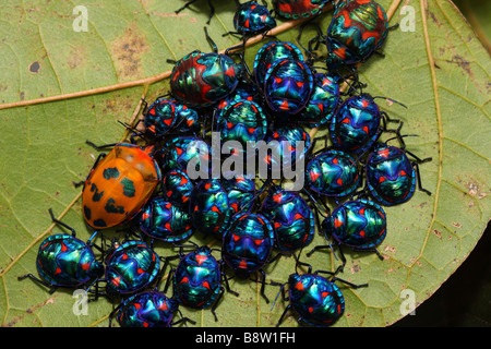 Una femmina di cotone Harlequin Bug o Arlecchino Beetle con le sue ninfe su un albero di ibisco Foto Stock