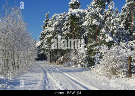 Im Wald foresta invernale in inverno 15 Foto Stock