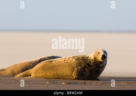 Guarnizione grigio, Halichoerus grypus, femmine in appoggio sulla spiaggia sulla costa del Lincolnshire, Inghilterra, in una tempesta di sabbia con soffiaggio di sabbia. Foto Stock