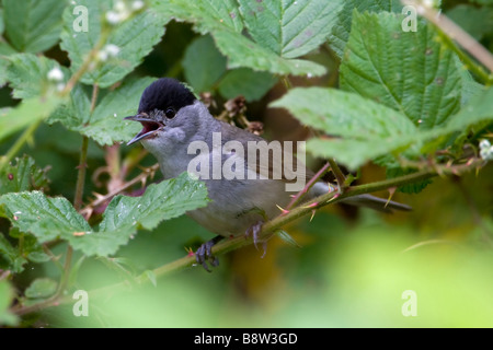 Capinera, Sylvia atricapilla, appollaiato tra i rovi Foto Stock