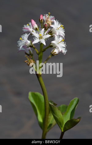 Bogbean, Menyanthes trifoliata Foto Stock