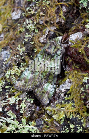 Archi verde Tignola, Anaplectoides prasina Foto Stock