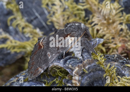 Ferro falena prominente, Notodonta dromedarius, appoggiato sul fungo della staffa Foto Stock