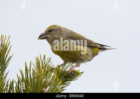 Femmina Crossbill scozzese, Loxia scotica, arroccato sulla cima di un pino silvestre tree. Foto Stock