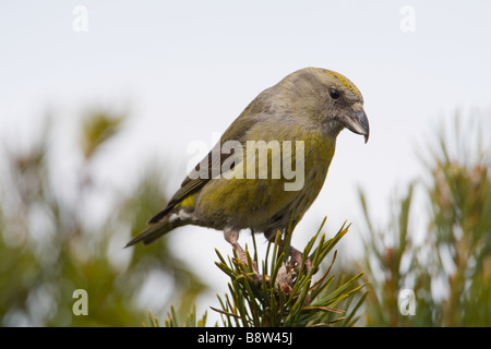 Femmina Crossbill scozzese, Loxia scotica Foto Stock