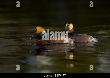 Una coppia di svassi della Slavonia Podiceps auritus, in estate piumaggio Foto Stock