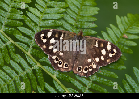 Chiazzato legno Butterfly, Pararge aegeria Foto Stock