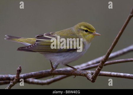 Legno trillo, Phylloscopus sibilatrix, appollaiato sul ramo in primavera Foto Stock