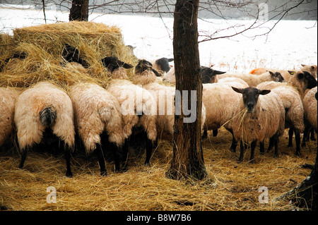 Un gregge di pecore di mangiare il fieno e la paglia Foto Stock