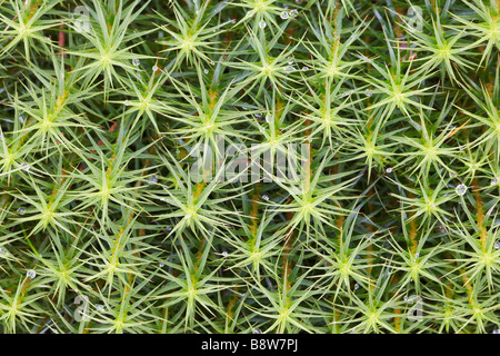 Star Moss (Tortula ruralis) visto dal di sopra Foto Stock
